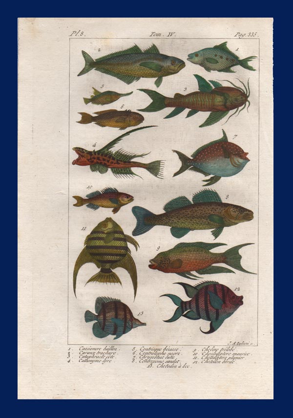 stampa antica pesce ricciola