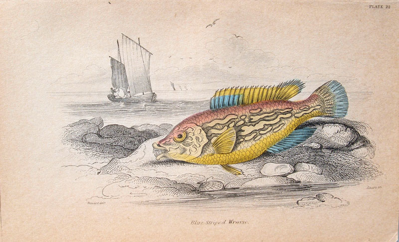 stampa antica fisches british guiana