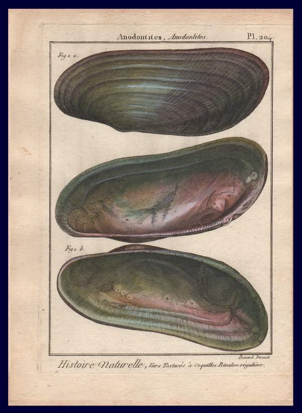 stampa antica cozze acqua dolce