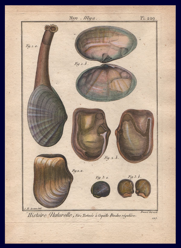 stampa antica bivalve de seve