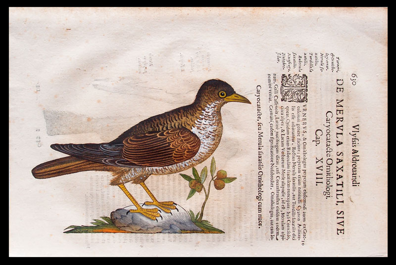 stampa antica tordo aldrovandi