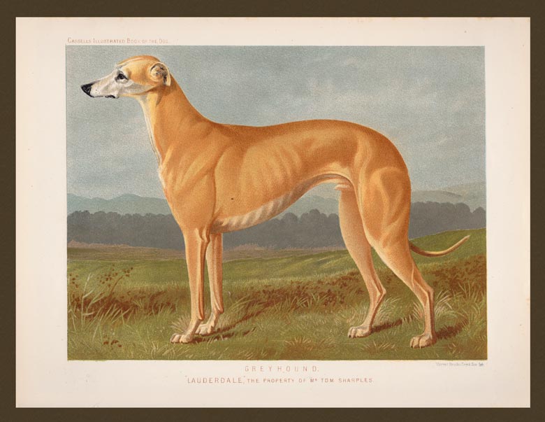 stampa antica cane greyhound