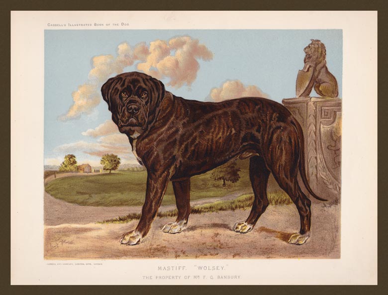 stampa antica cani mastiff
