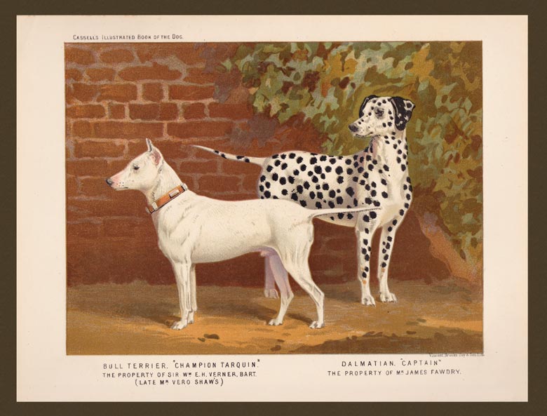 stampa antica cane terrier dalmatian