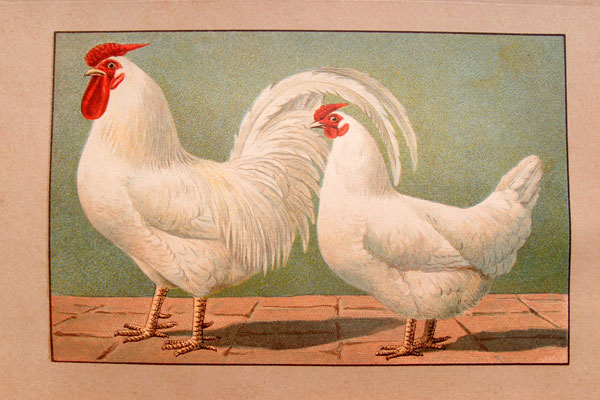 stampa antica gallo coucou malines