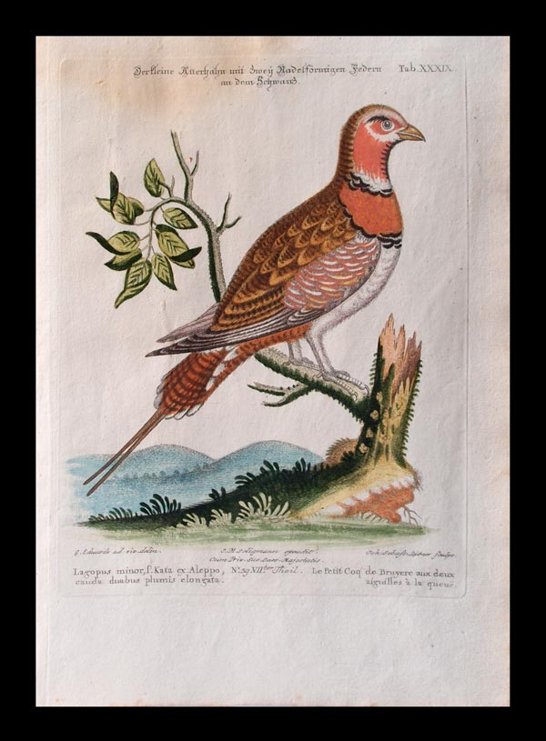 stampa antica femmina gallo forcello