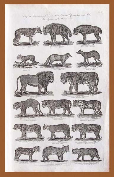 stampa antica felini