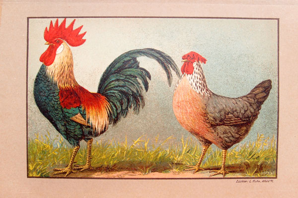 stampa antica galli kramers