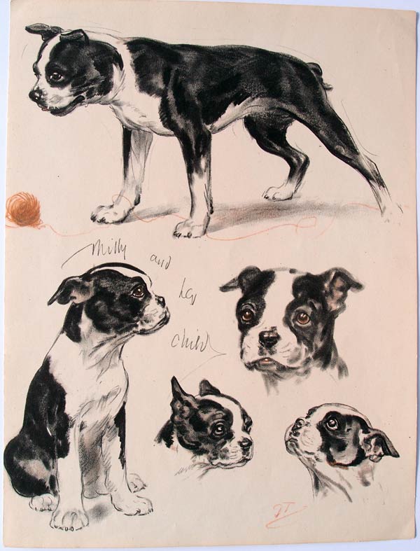stampa antica cane terrier