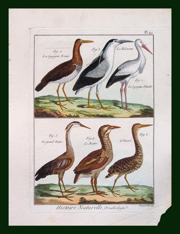 stampa antica uccelli cicogna