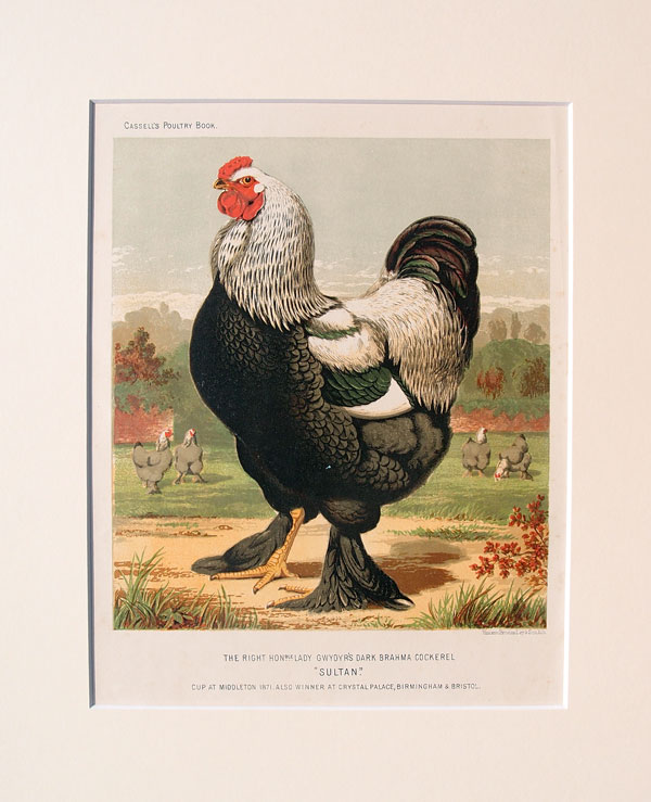 stampa antica gallo cassell