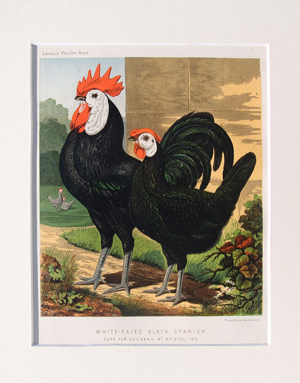 stampa antica gallo faccia bianca