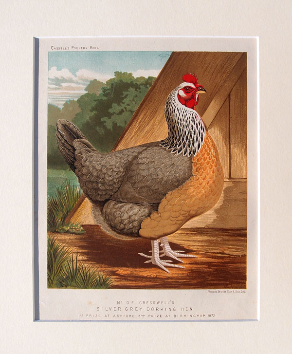 stampa antica gallina razza dorking