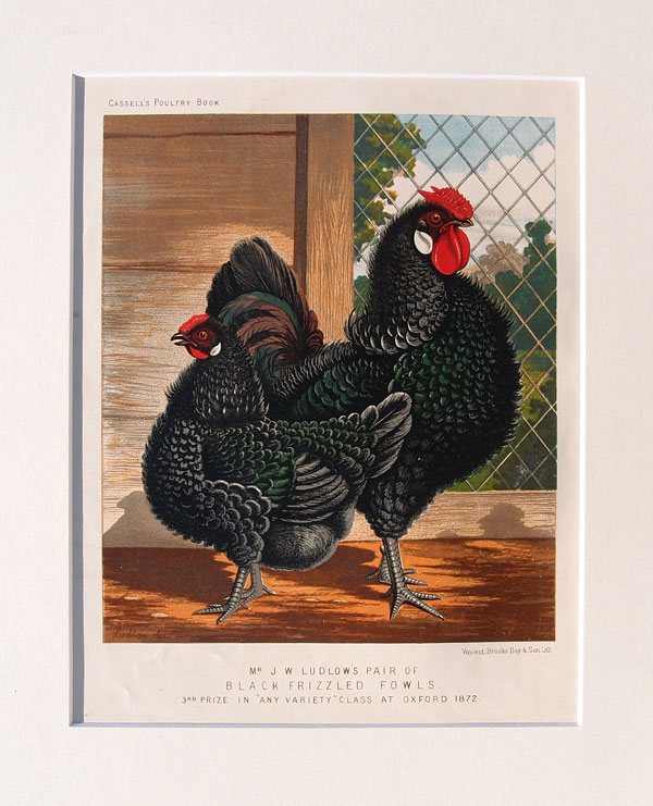 stampa antica gallo frizzle