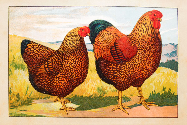 stampa antica gallo wyandotte