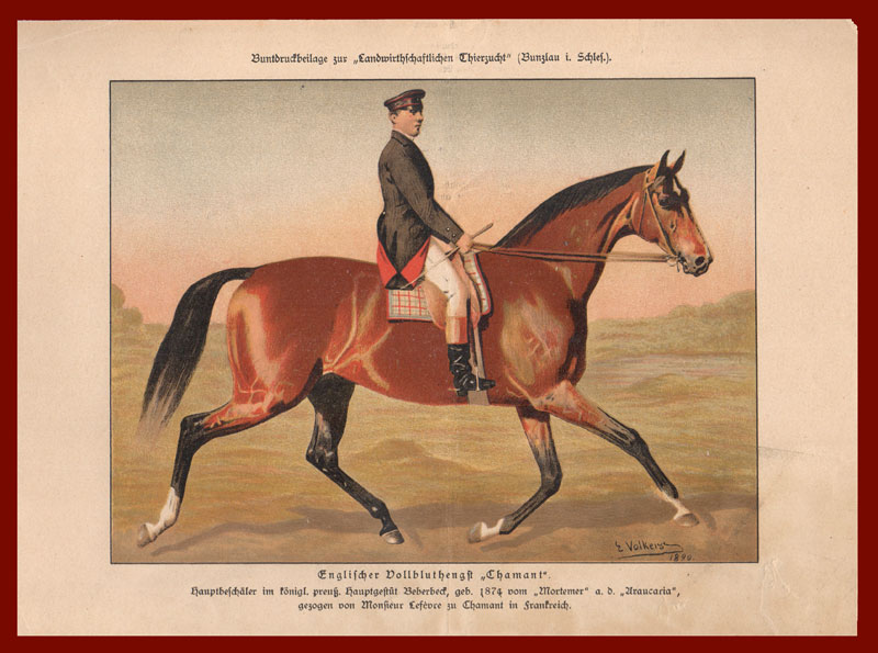 stampa antica purosangue chamant