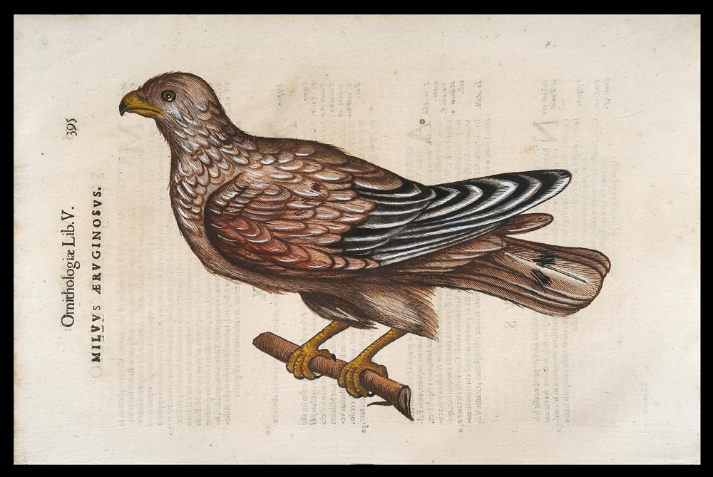 stampa antica falco palude aldrovandi