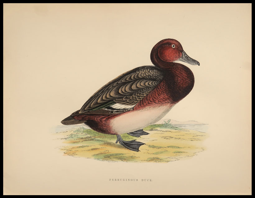 stampa antica anatra ferruginous