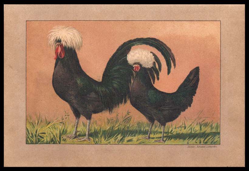 stampa antica gallina olandese