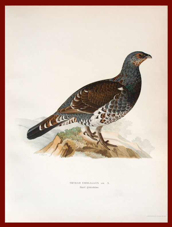 stampa antica gallo cedrone giovane wright