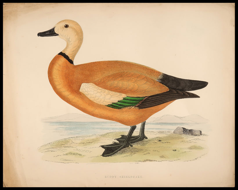 stampa antica anatra ruddy