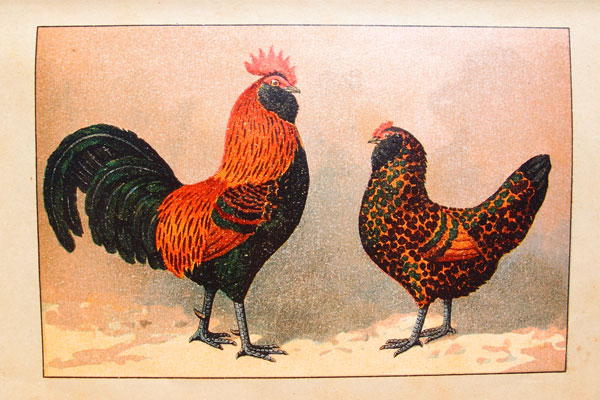 stampa antica gallo turingia