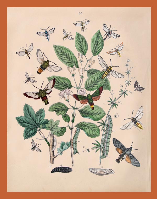 stampa antica farfalle depuiset