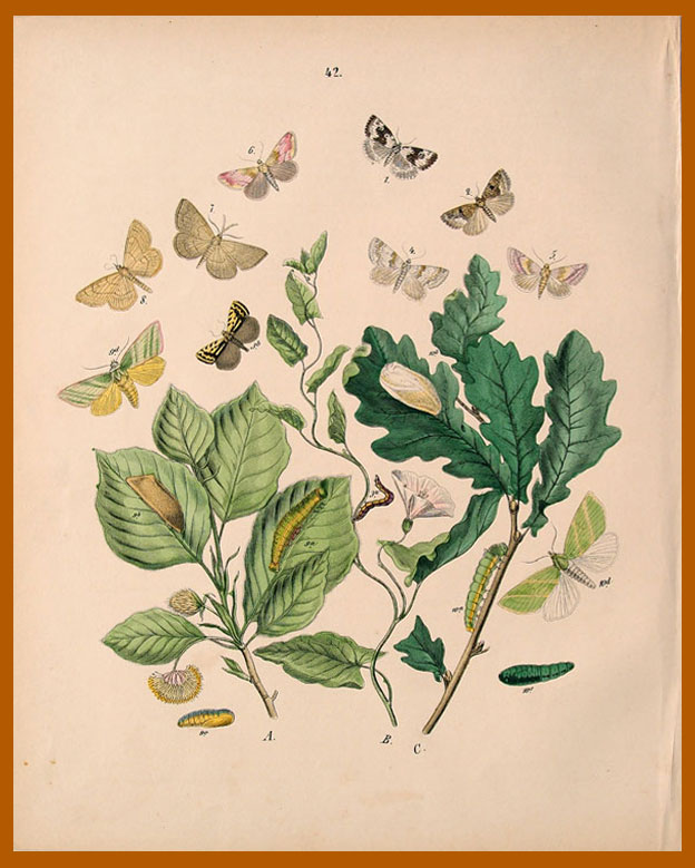 stampa antica farfalle colori tenui