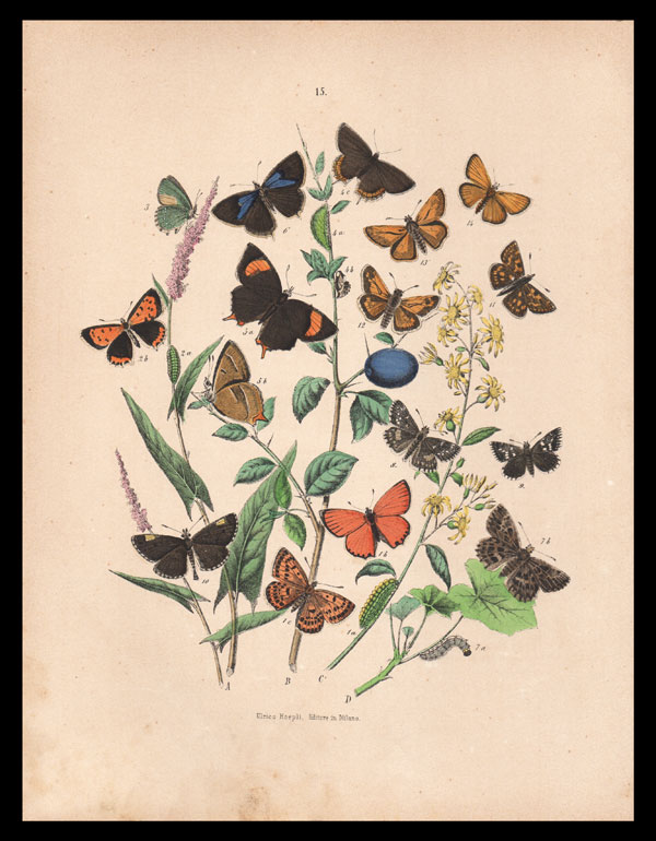 stampa antica farfalle polyommatus