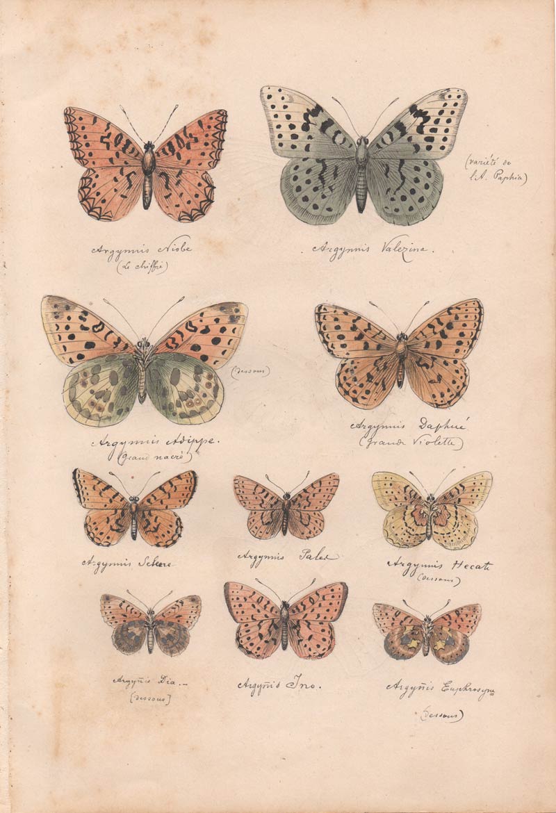 stampa antica farfalle argymnis stampa antica farfalla