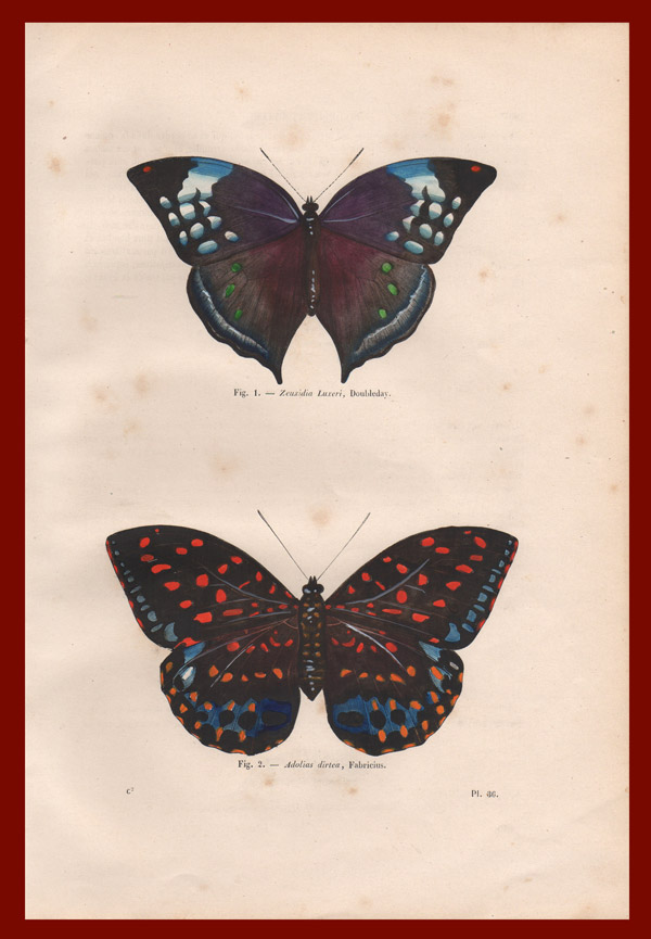 stampa antica farfalla bali