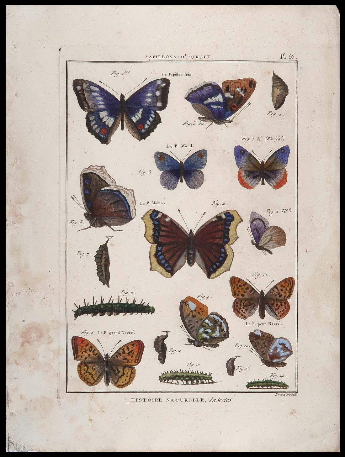 histoire naturelle farfalle benard