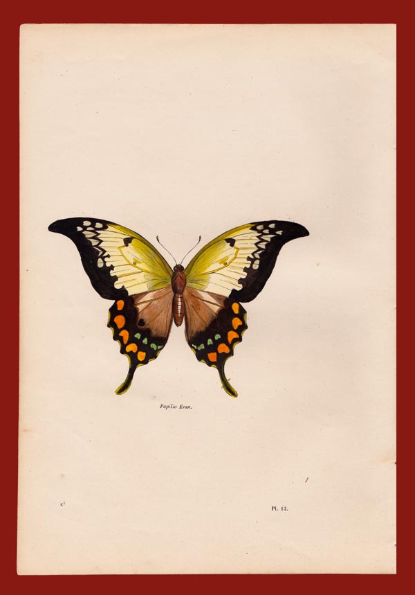 stampa antica papilio evan