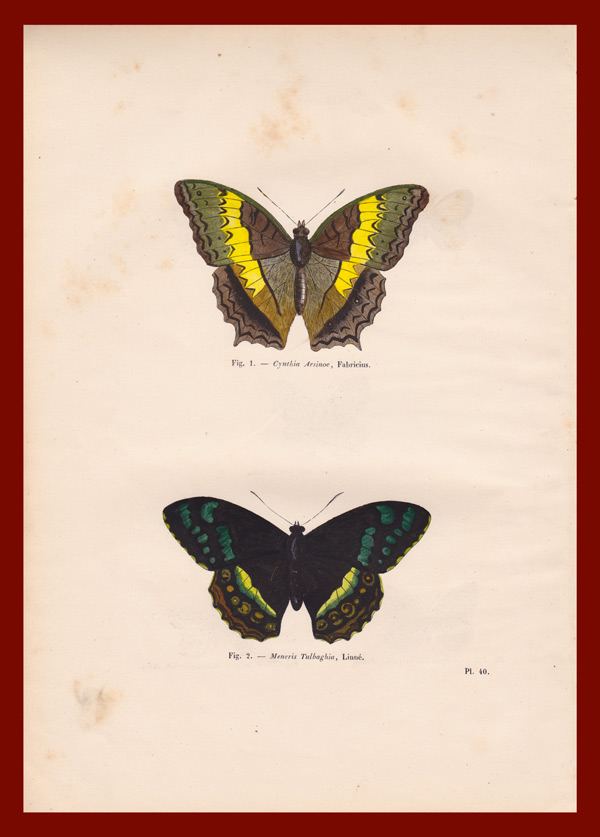 stampa antica farfalle tropicali
