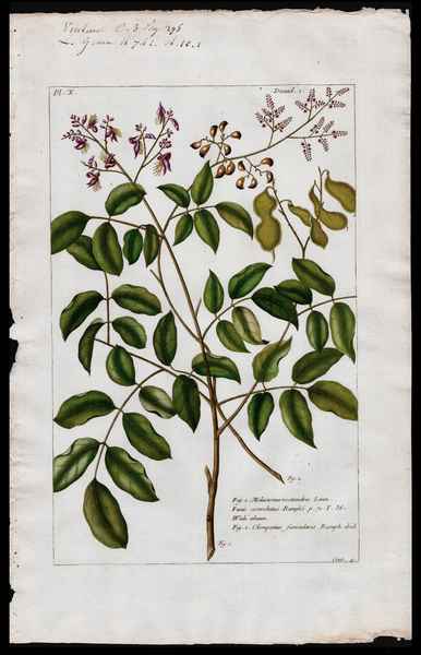 stampa antica melastoma octandra