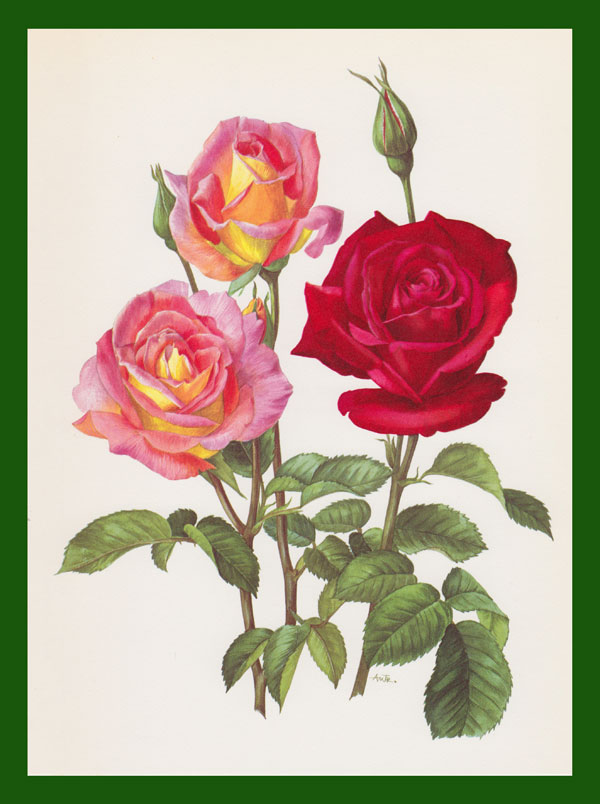 stampa antica rosa rossa trechslin