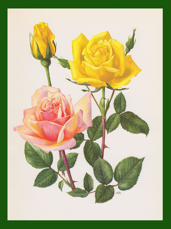 stampa antica rose comtesse vandal