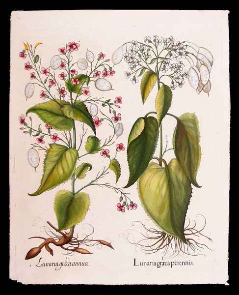 stampa antica lunaria besler