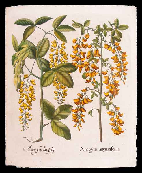 stampa antica fiori maggiociondolo besler