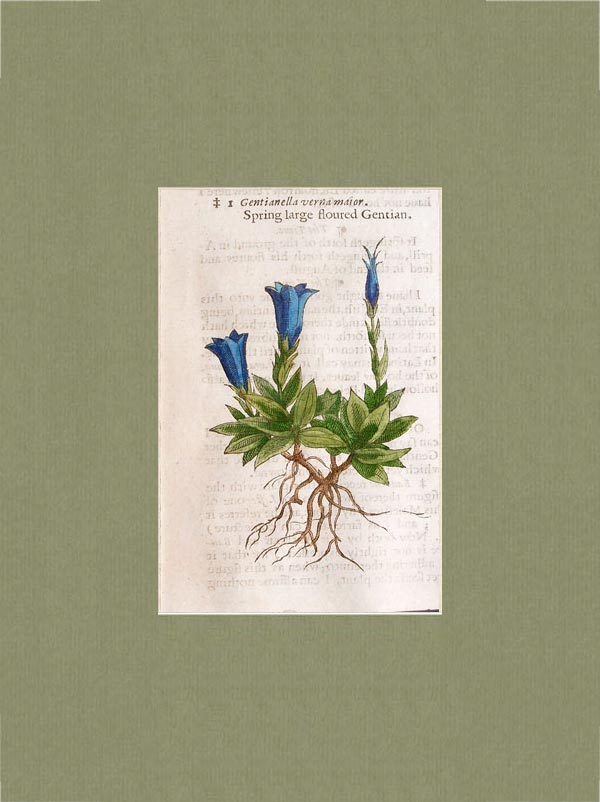 stampa antica genziana gerard
