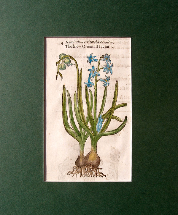 stampa antica giacinto fiore gerard