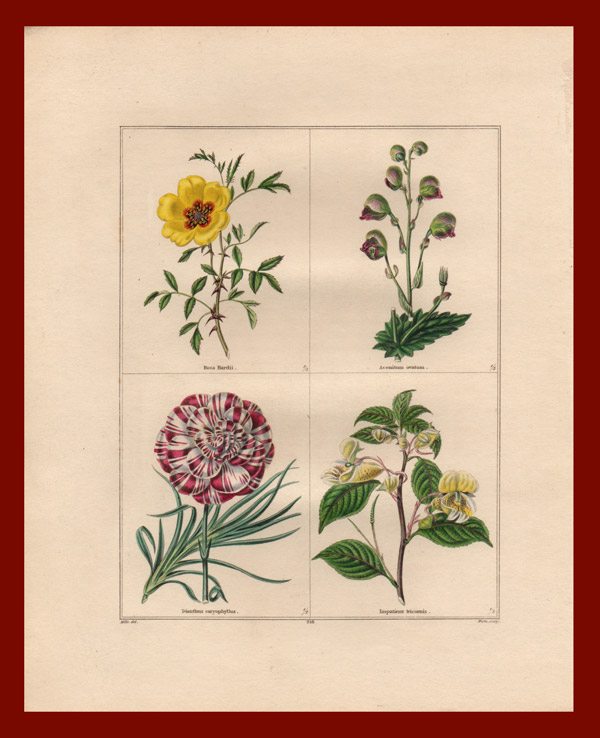 stampa antica garofano maund