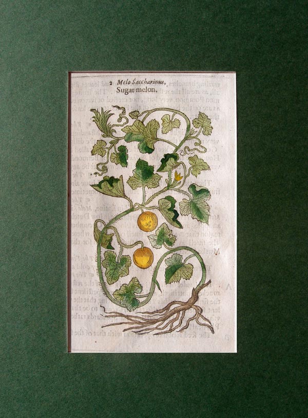 stampa antica melone gerard