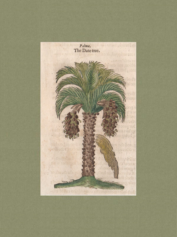 stampa antica palma datteri gerard