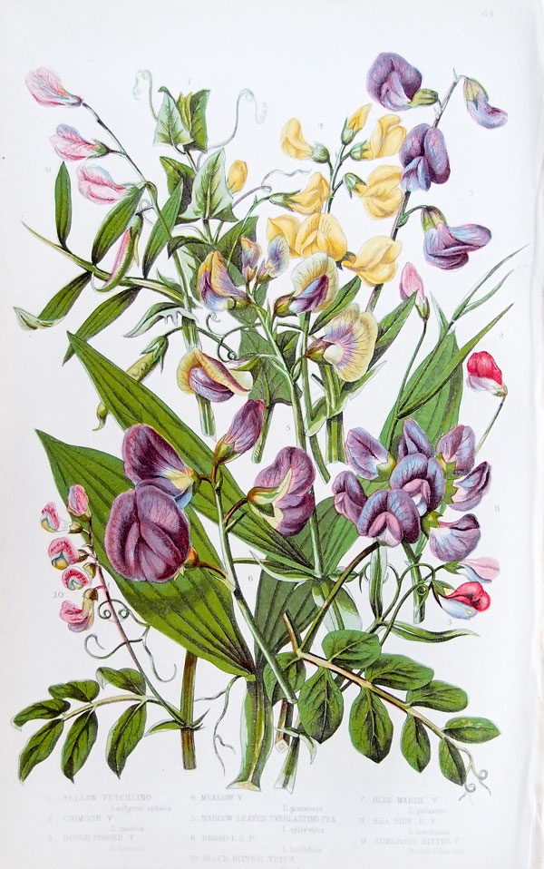 stampa antica fiori leguminose pratt