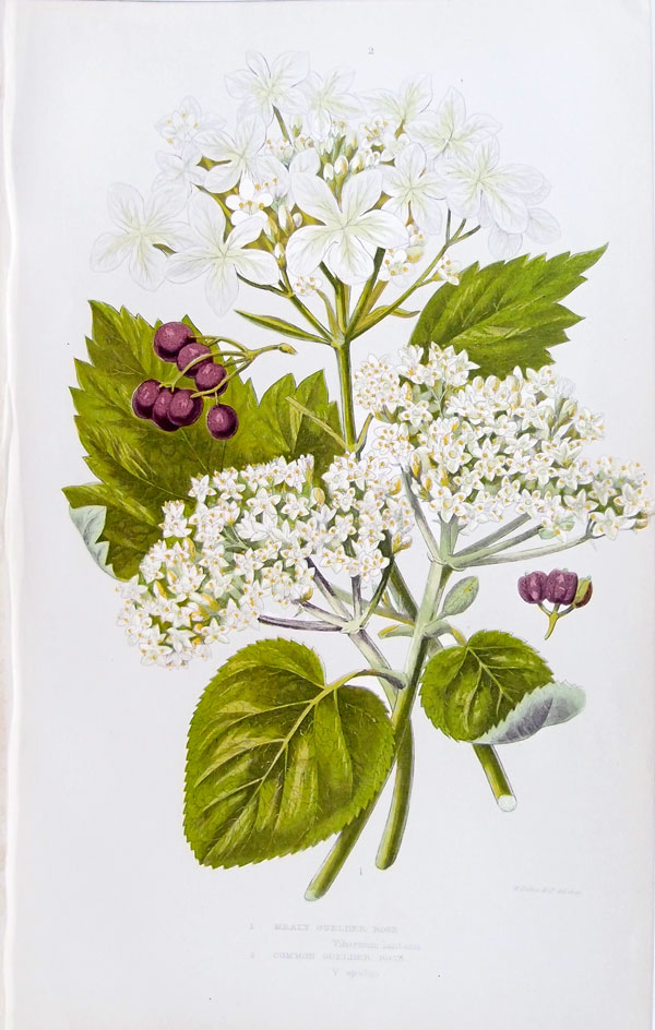 stampa antica fiori bianchi pratt