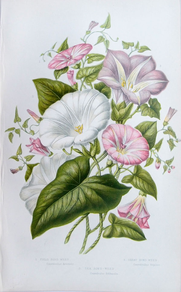 stampa antica fiori convolvulacee pratt
