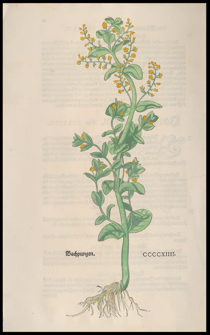 stampa antica bachpungen fuchs