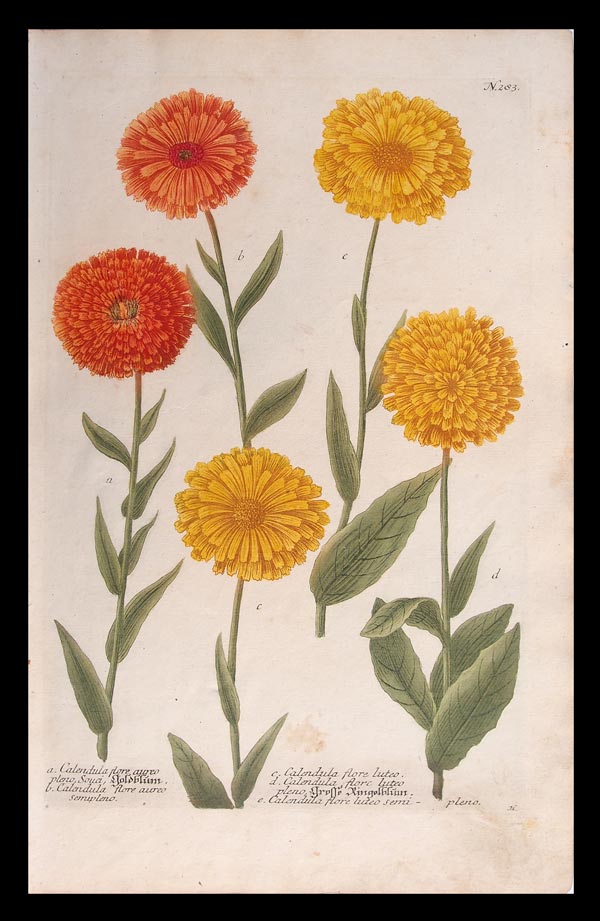 stampa antica calendula weinmann