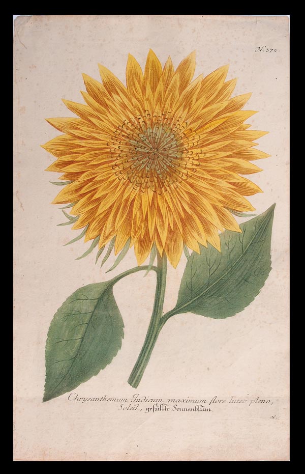 stampa antica crisantemo weinmann